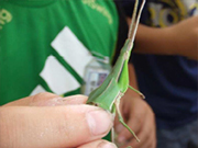 学校ビオトープの生き物と校舎内の展示